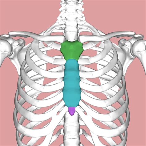 chest compression sternum fracture test|broken sternum in chest pain.